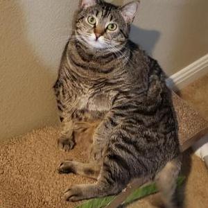 Image of Tigerlilly, Lost Cat