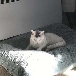 Image of Ryu, Lost Cat