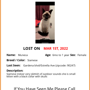 Lost Cat Muneca