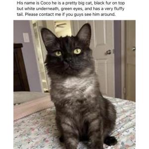 Lost Cat Coco Miguel cruz
