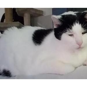 Lost Cat Oreo