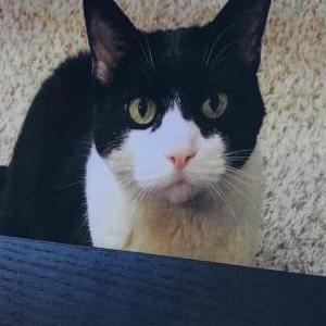 Image of Dominoe, Lost Cat