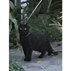 Found Cat Unknown