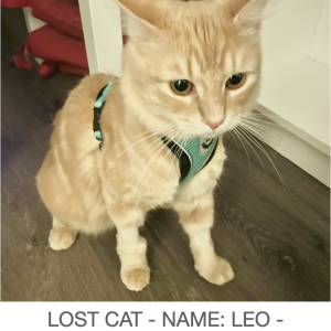 Lost Cat LEO