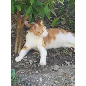 Lost Cat Misho