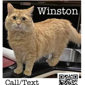 Lost Cat Winston