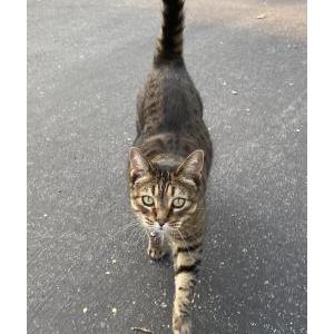 Lost Cat Gatsby