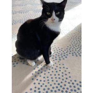 Lost Cat Frankie