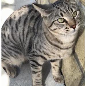 Lost Cat Tora