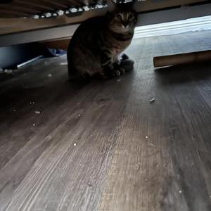 Lost Cat Sinki