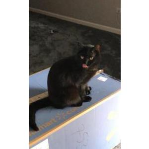 Image of Gizmo / Gizzi, Lost Cat