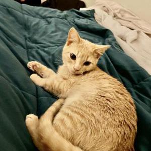 Image of Benny, Lost Cat