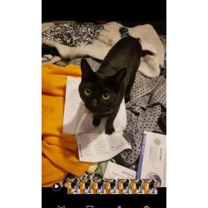 Lost Cat Varius Melshimber