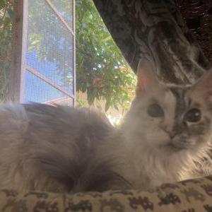 Lost Cat Kittie