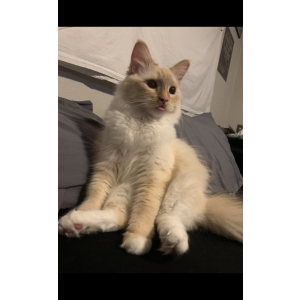 Lost Cat Opal / M16