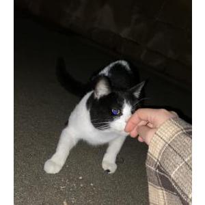 Found Cat Unknown