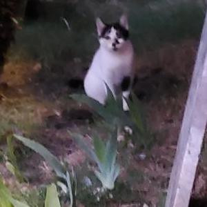 Found Cat Unknown