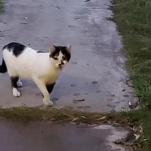 Found Cat Unknown