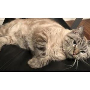 Lost Cat Mocha