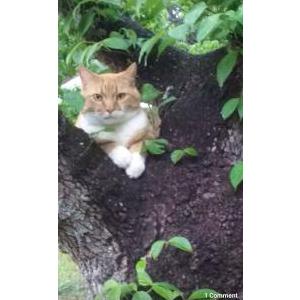 Lost Cat Clyde