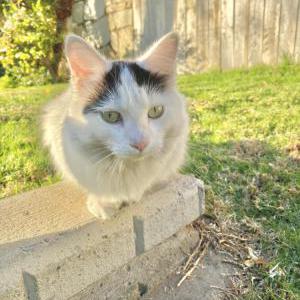 Lost Cat Bobolin