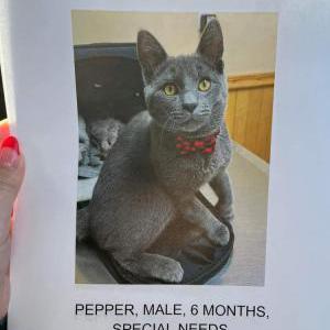 Lost Cat Pepper