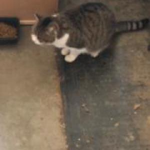 Found Cat Unknown