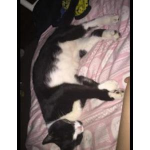 Lost Cat Attica boon