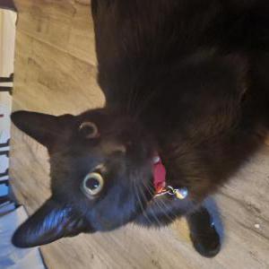 Lost Cat Smoky