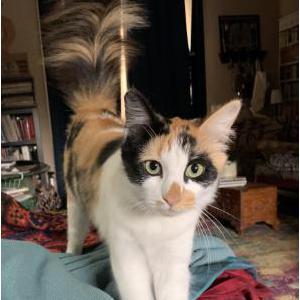 Lost Cat Tiki