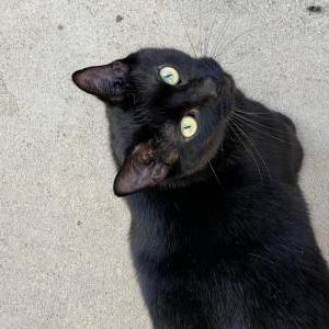 Lost Cat Luna