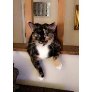 Lost Cat Vivi Turner