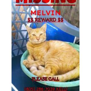 Lost Cat Melvin