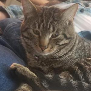Lost Cats In QUEENSBURY, NY - Lost My Kitty