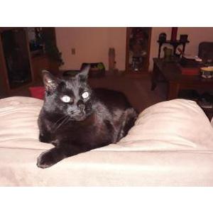 Image of Barnabas, Lost Cat