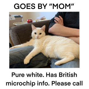 Lost Cat Mom