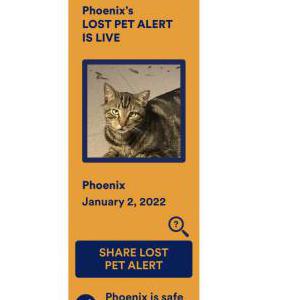 Lost Cat Phoenix