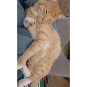 Image of Tangie / Tonito, Lost Cat