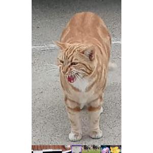 Lost Cat Tigger