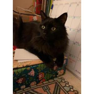 Lost Cat Padfoot