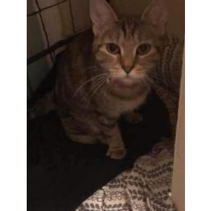 Lost Cat NEVAEH / Nay Nay