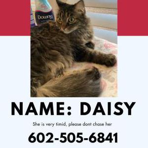 Lost Cat Daisy