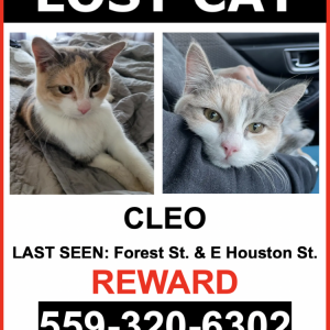 Lost Cat Cleo