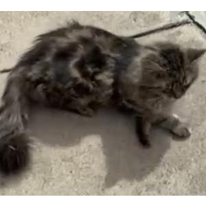 Lost Cat Rufus