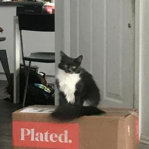 Image of Clover, Lost Cat