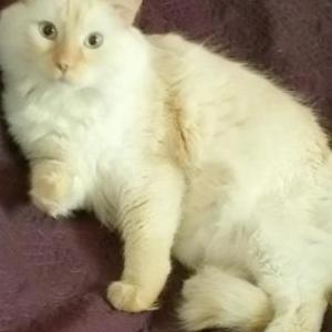 Lost Cat Pasha
