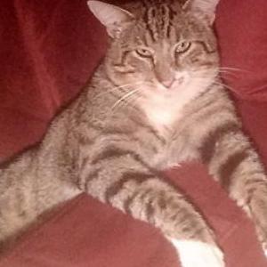 Lost Cat Tigger