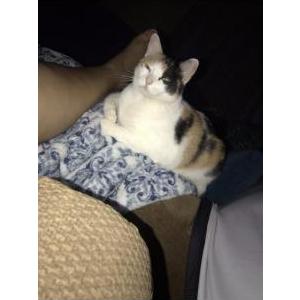 Lost Cat Buttercup