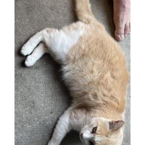 Lost Cat Leo