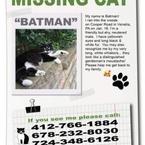 Lost Cat Batman